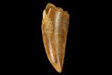 Serrated, Raptor Tooth - Real Dinosaur Tooth #152474-1